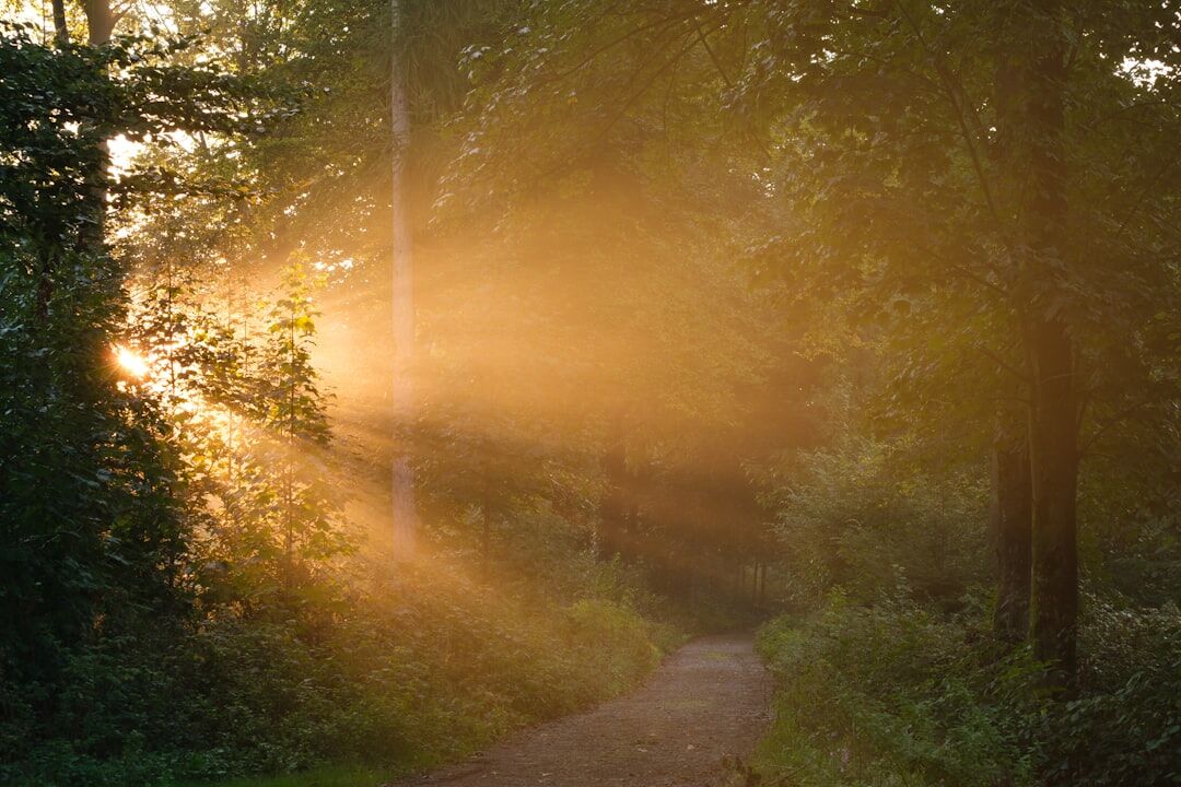 mysterious forest path at dawn