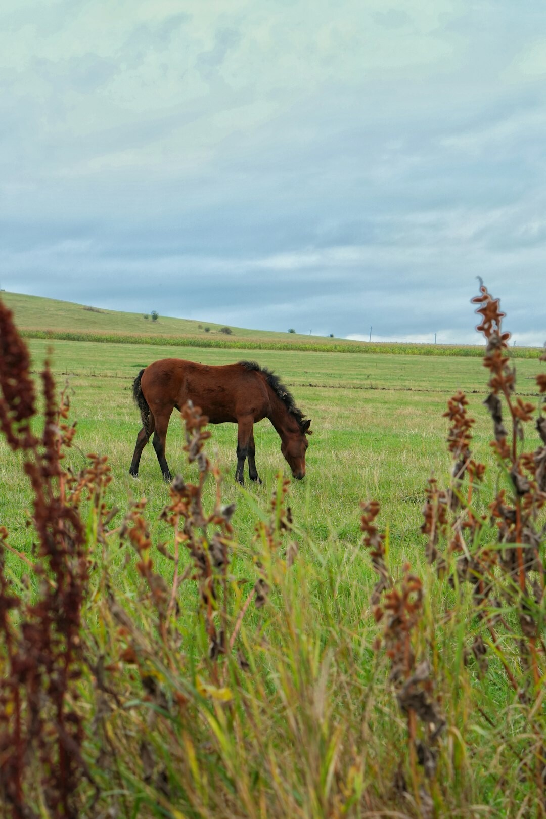 Chilean huaso leading a horse across a rural field